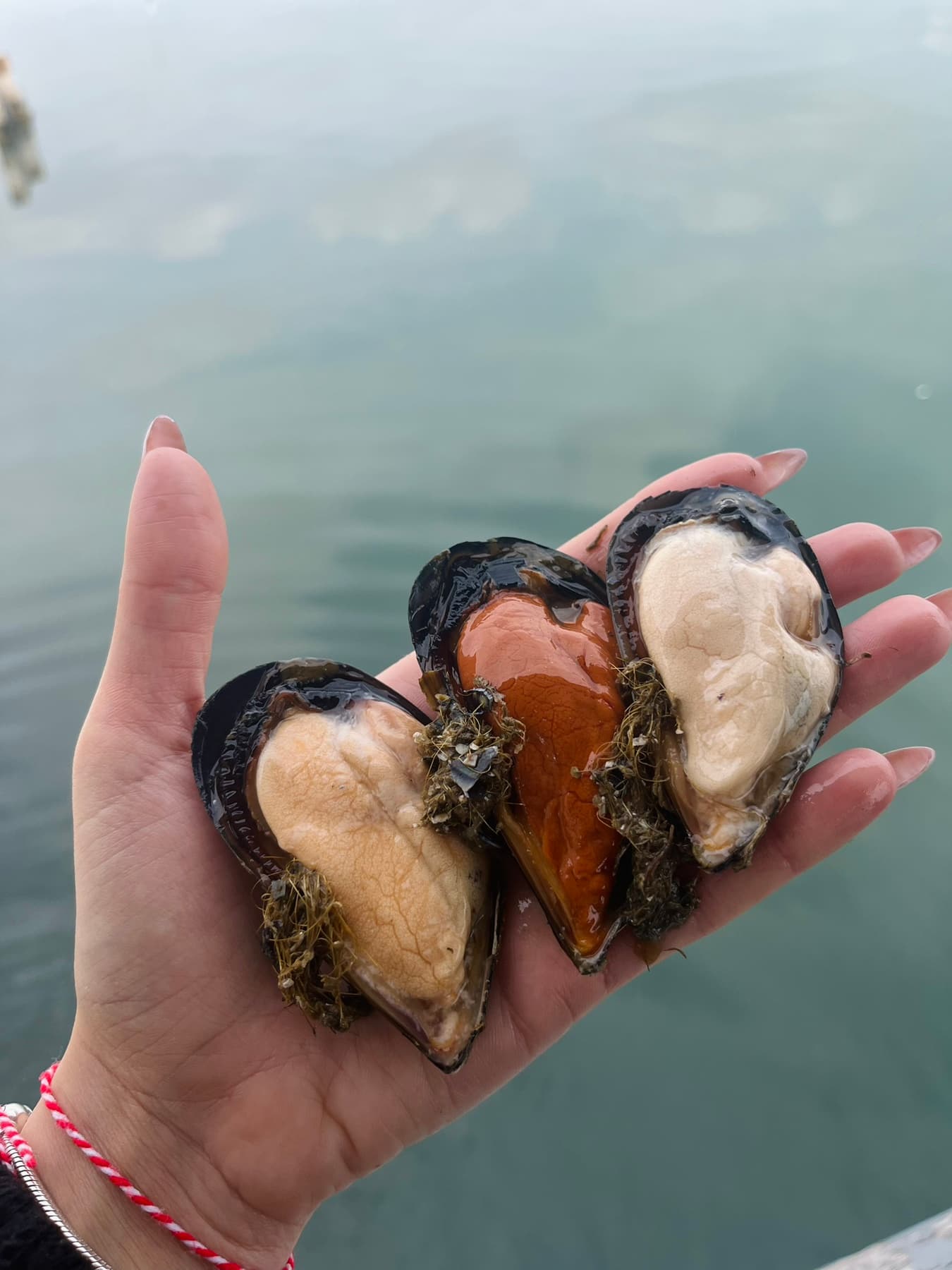 Image for Mussles new 